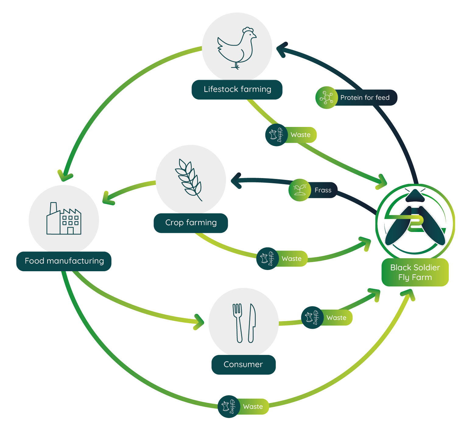 Circular insect farming: food and crop waste becomes protein feed and frass fertiliser