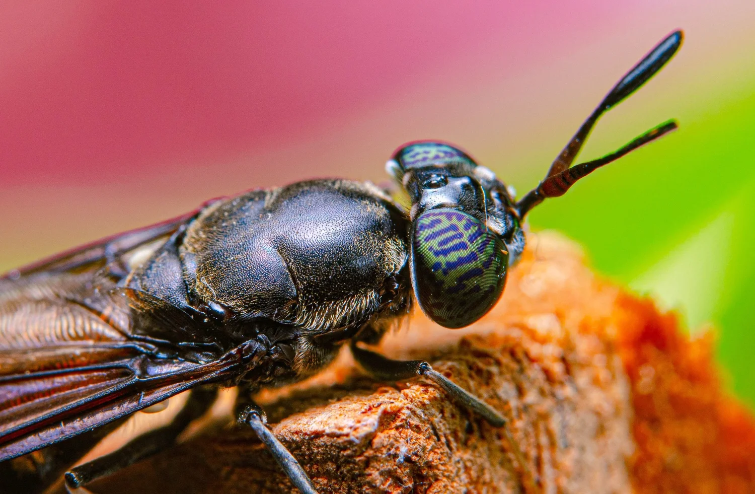 Black Soldier Fly close-up