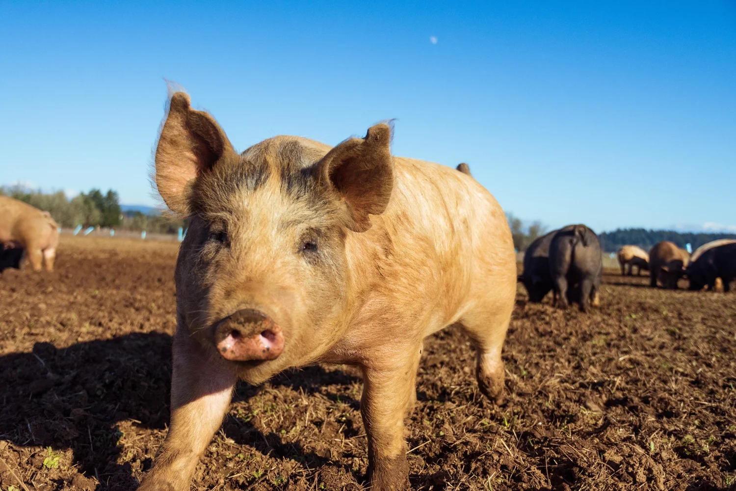Pig looking for black soldier fly larvae