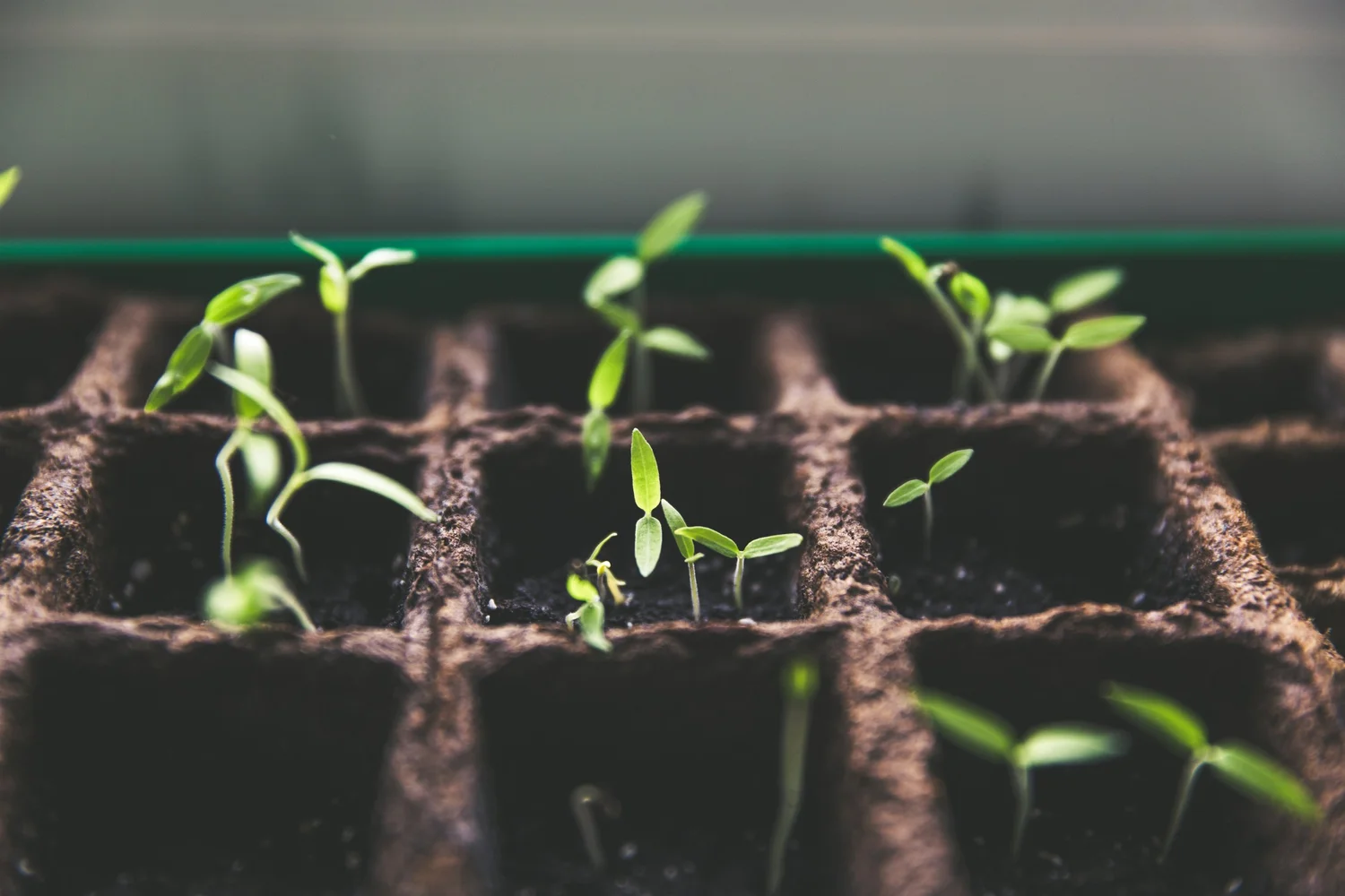 Plant seedling trials